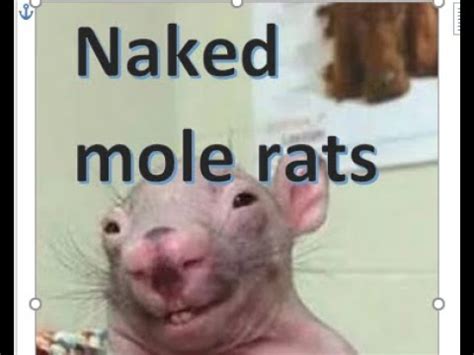 naked mole rat meme|Programs & Initiatives: DontGetSextorted.ca